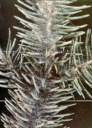 Паутина на хвойных деревьях