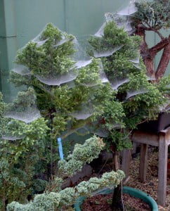 паутина на сосне