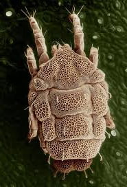 паутинный клещ на сосне обыкновенной