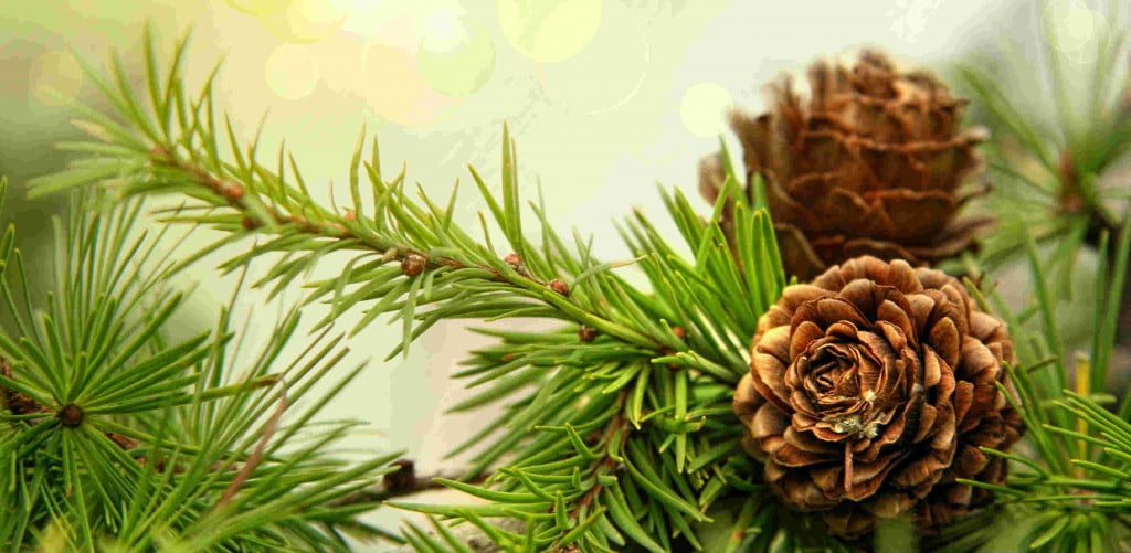 сайт о хвойных растениях Хвойные деревья и кустарники